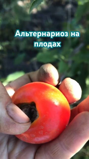 Альтернариоз на томатах. #болезнирастений #огородсвои