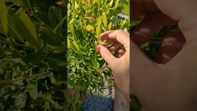 Поехали дерево лучше из сортовой ивы #частныйдом #дача смотреть онлайн