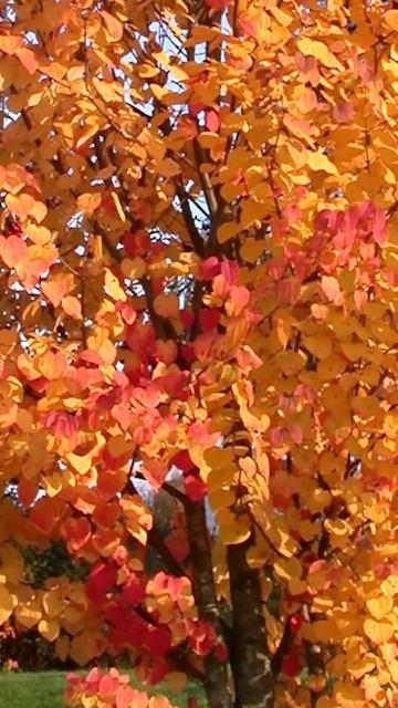 ТОП 10 недооцененных культур  которые нужно продавать.