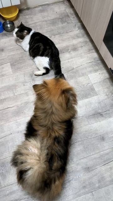 Кот и пёс
