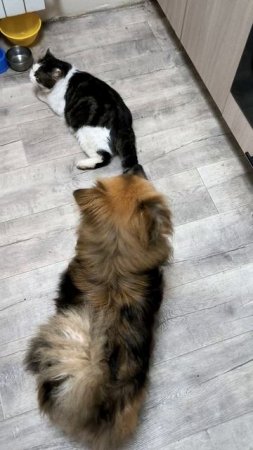 Кот и пёс
