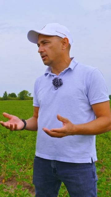 Соя в севообороте #сельскоехозяйство #агробизнес #рас? смотреть онлайн