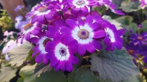 Цинерария гибридная обзор, цветы к 8 марта