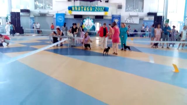 Сравнение на ВОВ 01.07.2017 Полтава САС смотреть онлайн