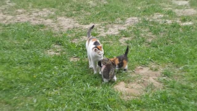 Заботливая мама смотреть онлайн