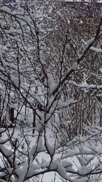У меня в огороде живёт фазан. Приходит покушать вместе смотреть онлайн