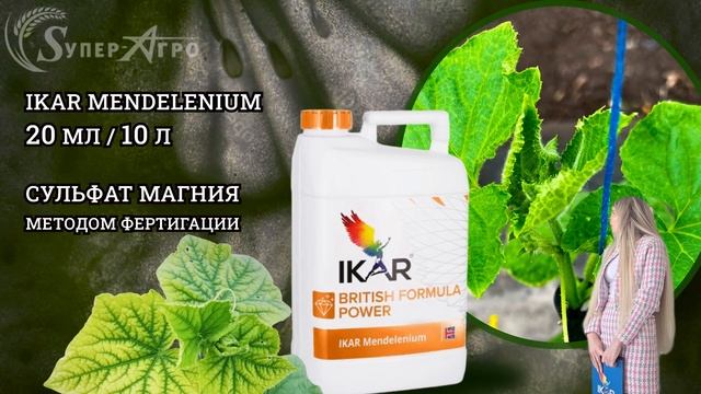 Технология решения проблем при выращивании огурца