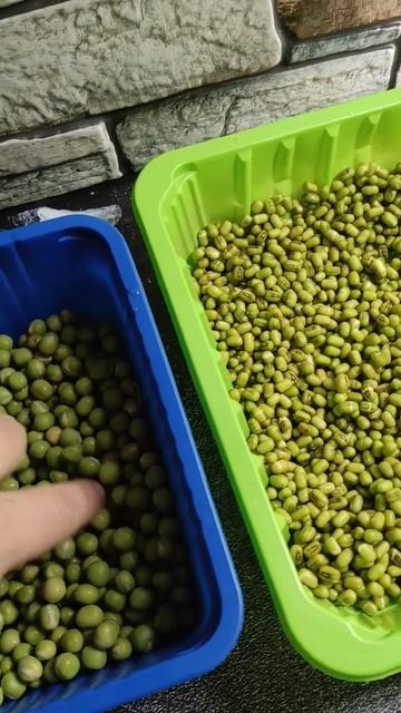 Первые шаги проращивания Маш, гороха🌱 #микрозеленьдо смотреть онлайн