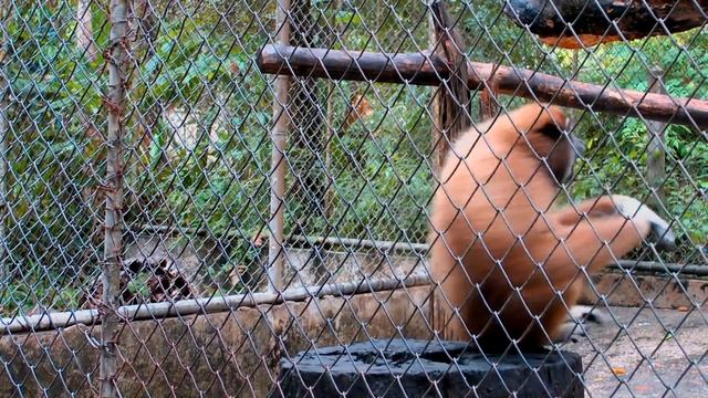 ПРИКОЛЬНАЯ ОБЕЗЬЯНА смотреть онлайн