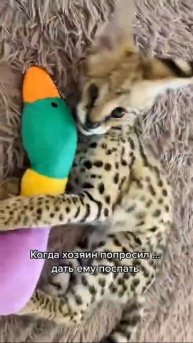 Африканский сервал
