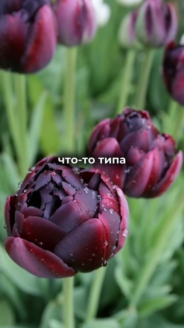 Растения-убийцы 🔪 вашего отдыха 🧘♀️Они красивы, н