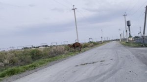 Верблюды и барашки в Хавасте, Узбекистан (апрель 2025 г)