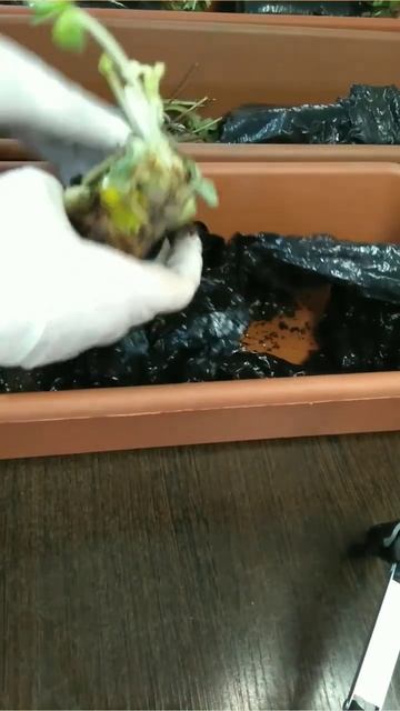 Урок 29. Хранение рассады фриго до высадки в грунт. #сад? смотреть онлайн