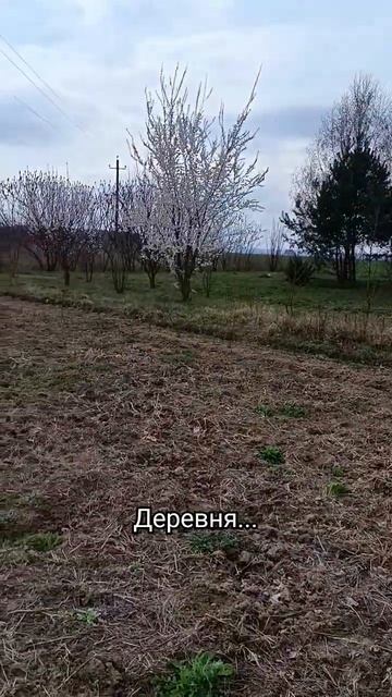 #деревня #nature #декоративныерастения #самшит #пересадка