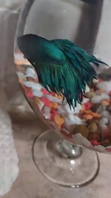 Рыбка петушок золотой гребешок 🐟🐟