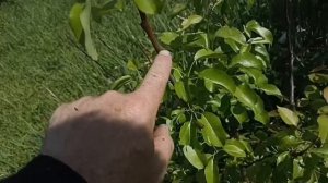 Конец эксперимента. Груша Талгарская красавица.