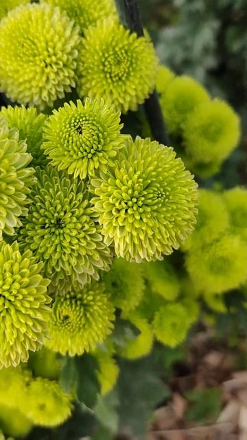 Парад хризантем 2023 года в Никитском ботаническом саду смотреть онлайн