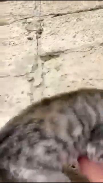 Котëнок нападает