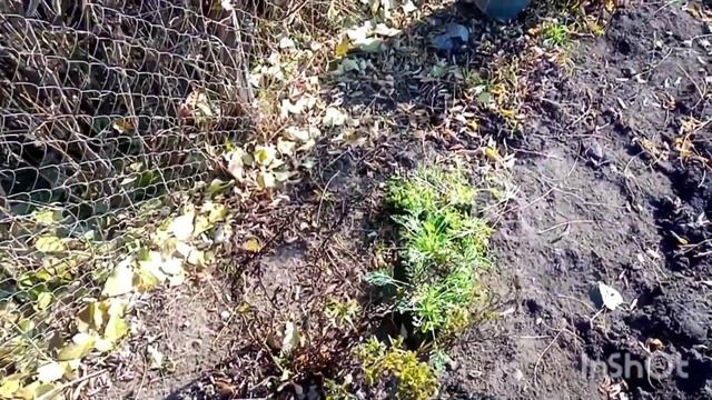 Осіння пересадка дво- і багаторічних квітів.
