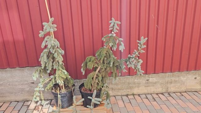 Ель Зе Блюз. Продажа хвойных по РФ. Разные редкие хвойн