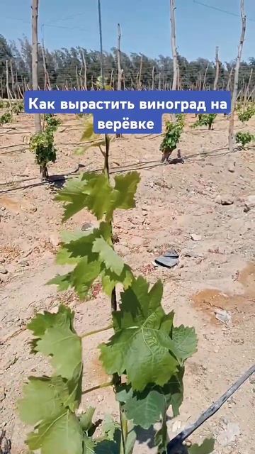 Как вырастить виноград на верёвке #fruit #plant #green #farming #grape смотреть онлайн