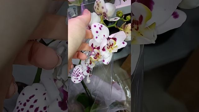 Новая поставочка 31 марта. Заказы присылать на ватсап 89