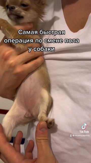 #моясобака #приколы #чихуахуа #чихи #чишки #чихуашки #щенок #щеноквдоме #мойщенок