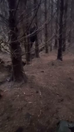 На своем пути он встретил темную фигуру, которая следила за ним выглядывая из-за дерева.
