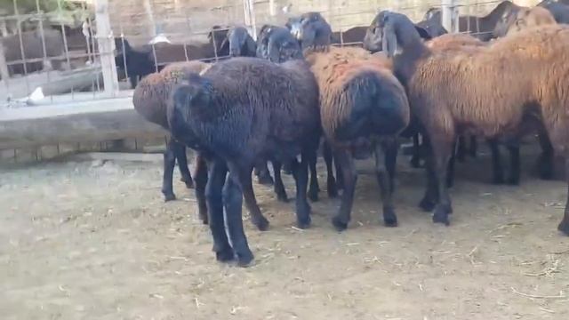 1 Жасар кошкарлар гиссарский породы