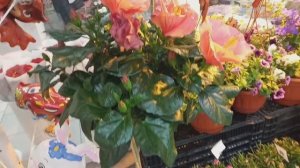 Обзор обычного цветочного магазина