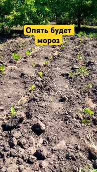 Рассада и заморозки Мороз Помидоры Баклажаны Овощи #м?