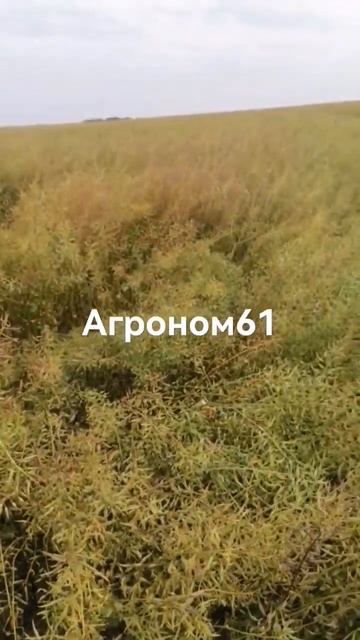 Будет рекорд, Ранняя горчица, буреет, скоро уборка смотреть онлайн