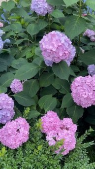 Как сделать гортензию синего цвета? #дача #nature #нашадач