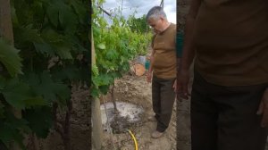 Вторая подкормка винограда
