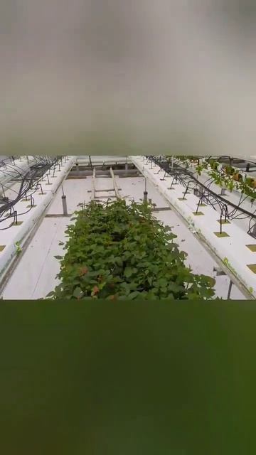 #roses#Seedlings#роза#work#теплица#саженцы#посадка смотреть онлайн