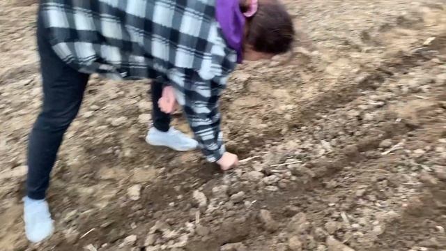 Посадили 2 га чеснока и Сломали ТРАКТОР