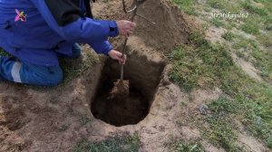 Как правильно посадить инжир. Сорт - "Апшеронский желт?