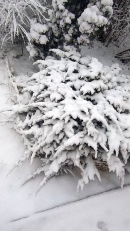 Заснеженные кусты