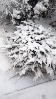 Заснеженные кусты