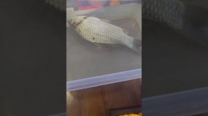 Полностью замороженная рыба оживает в воде
