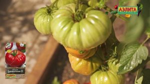 Великолепный БИФ-ТОМАТ БУФФАЛОСТЕЙК F1 в ОТКРЫТОМ ГРУН