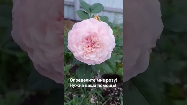 Пересорт розы. Определяем сорт все вместе! смотреть онлайн