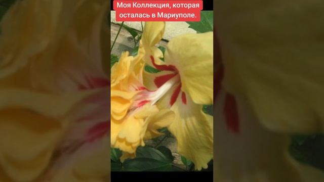 Гибискус умирает? Советы, как избежать самых частых ош