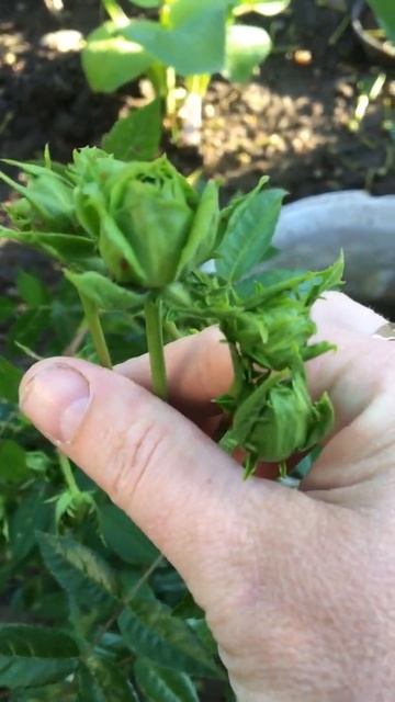 Новинка японской селекции! смотреть онлайн