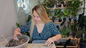 ПЕРЕСАДКА АЛОКАЗИЙ из мха в грунт🤗 Блэк вельвет Пинк,