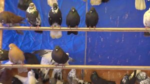 ярмарка голубей Харьков 2ч.7.12.2019.