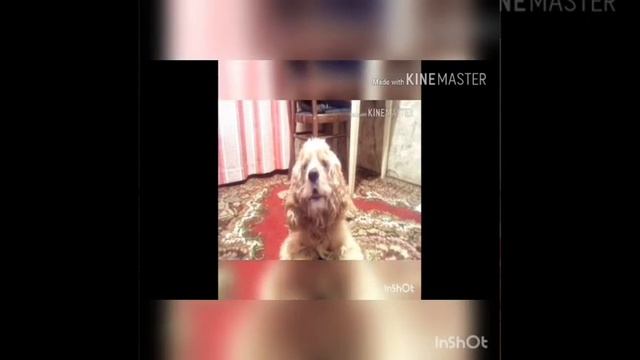 реп батл Тэда!пою песню (люблю тебя)смотреть всем я получился смешной!