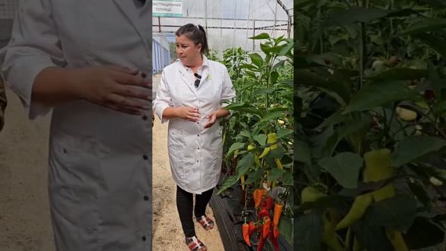 ЛУЧШИЙ сорт сладкого перца для паприки. смотреть онлайн