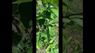 Молодой апельсин и Кумкуат🤔
