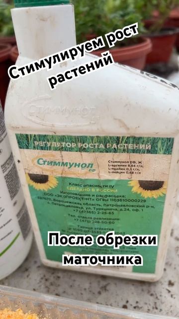 Стимулируем растения на рост 🌿 #вегетативныечеренки